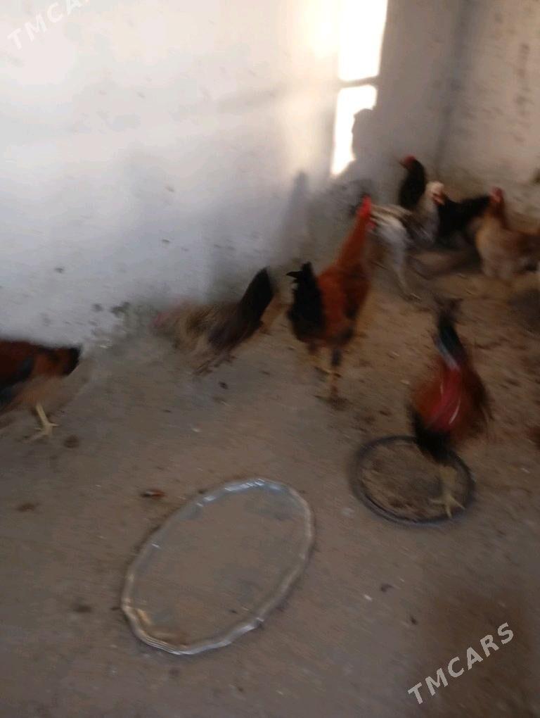 Хораэ - Bäherden - img 4