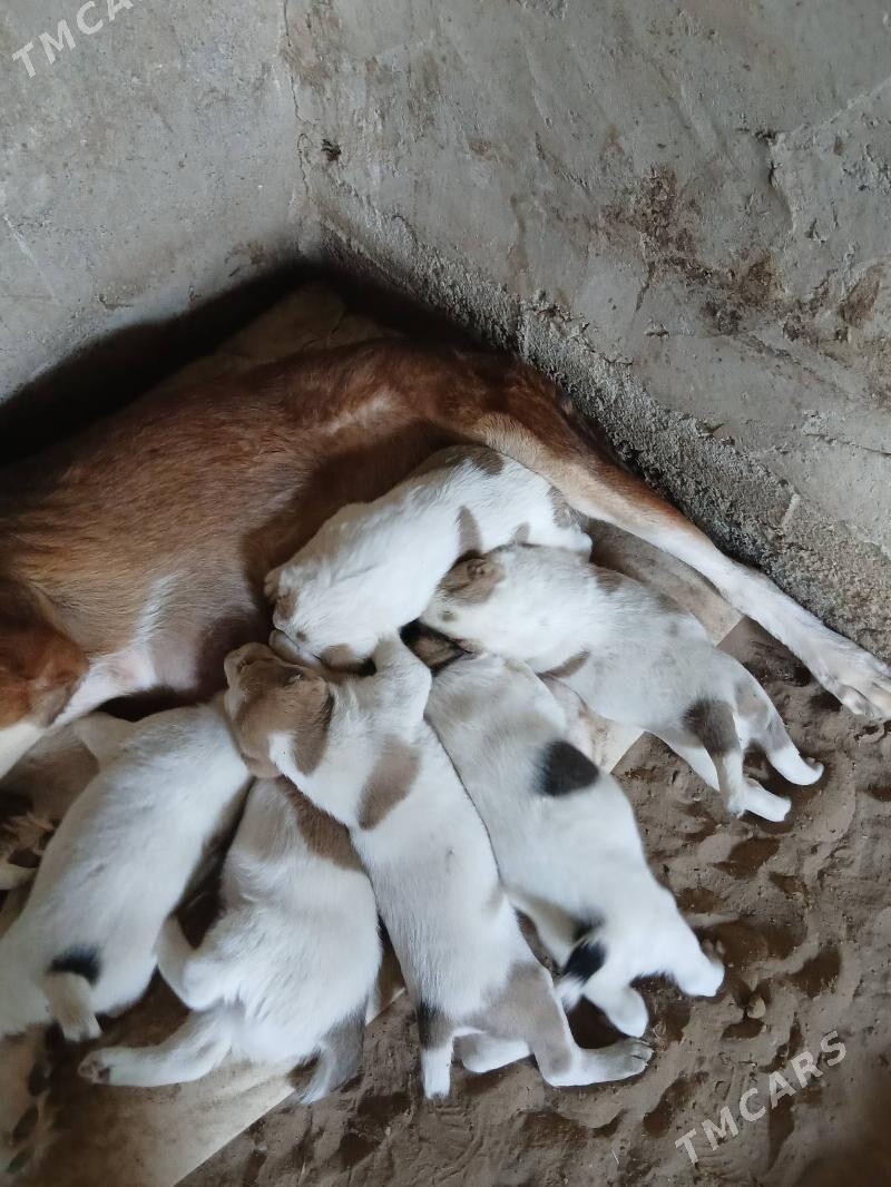 Alabay - Bagyr - img 3