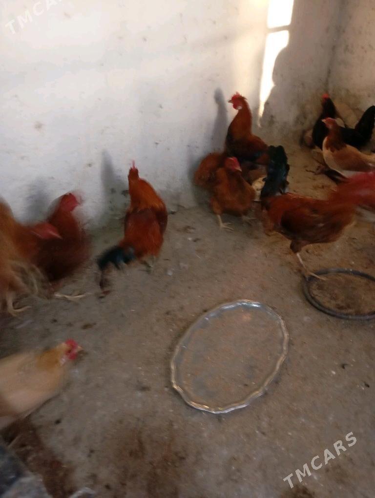 Хораэ - Bäherden - img 1