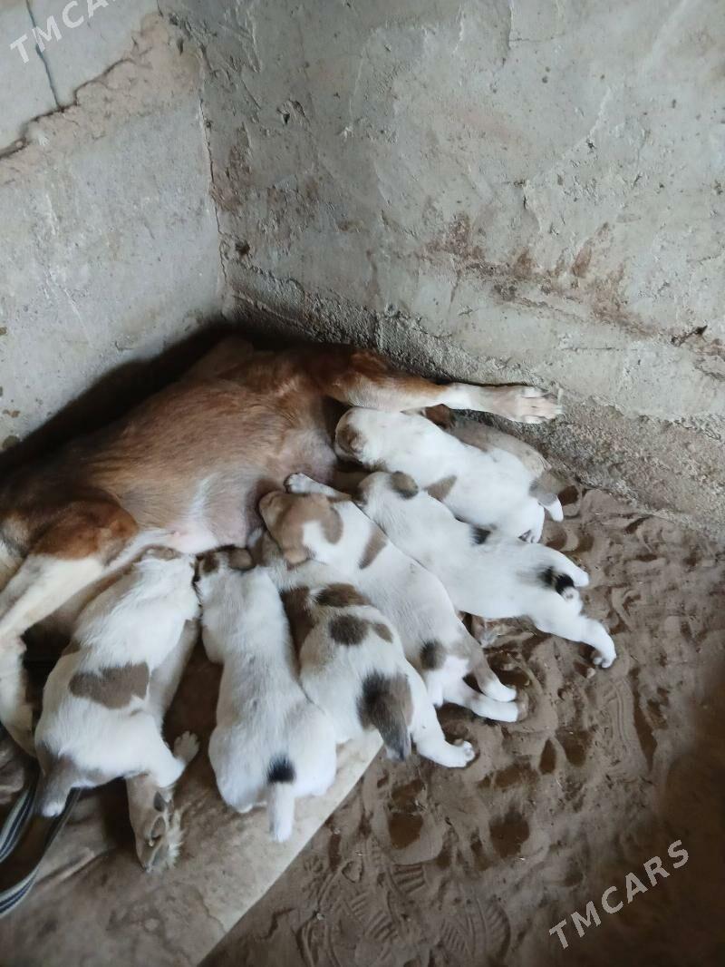 Alabay - Bagyr - img 8