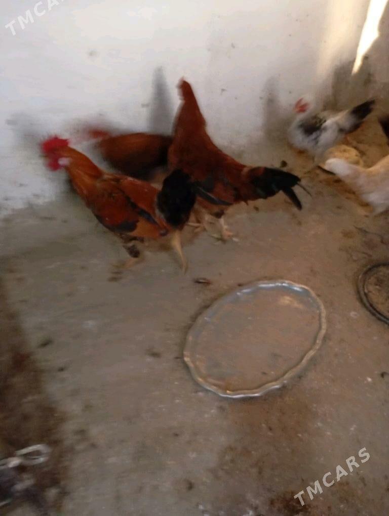 Хораэ - Bäherden - img 3