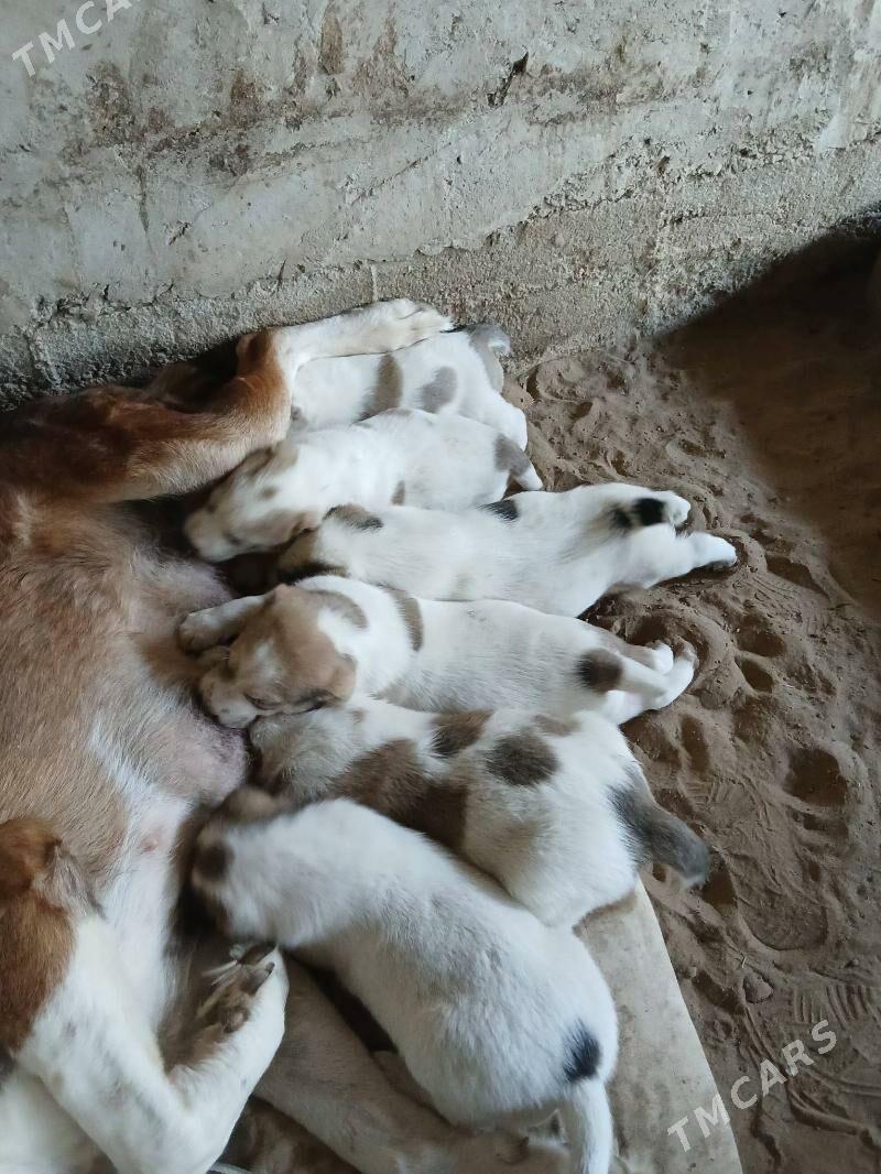 Alabay - Bagyr - img 7