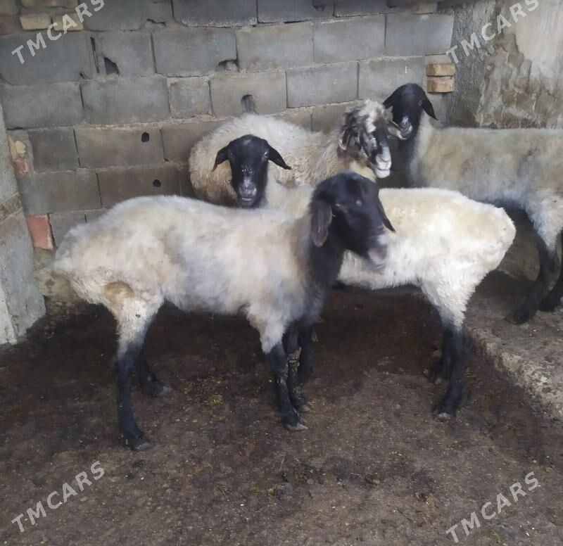 goyun - Aşgabat - img 5