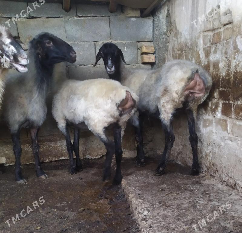 goyun - Aşgabat - img 3