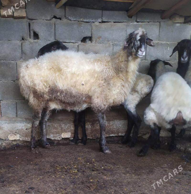 goyun - Aşgabat - img 1