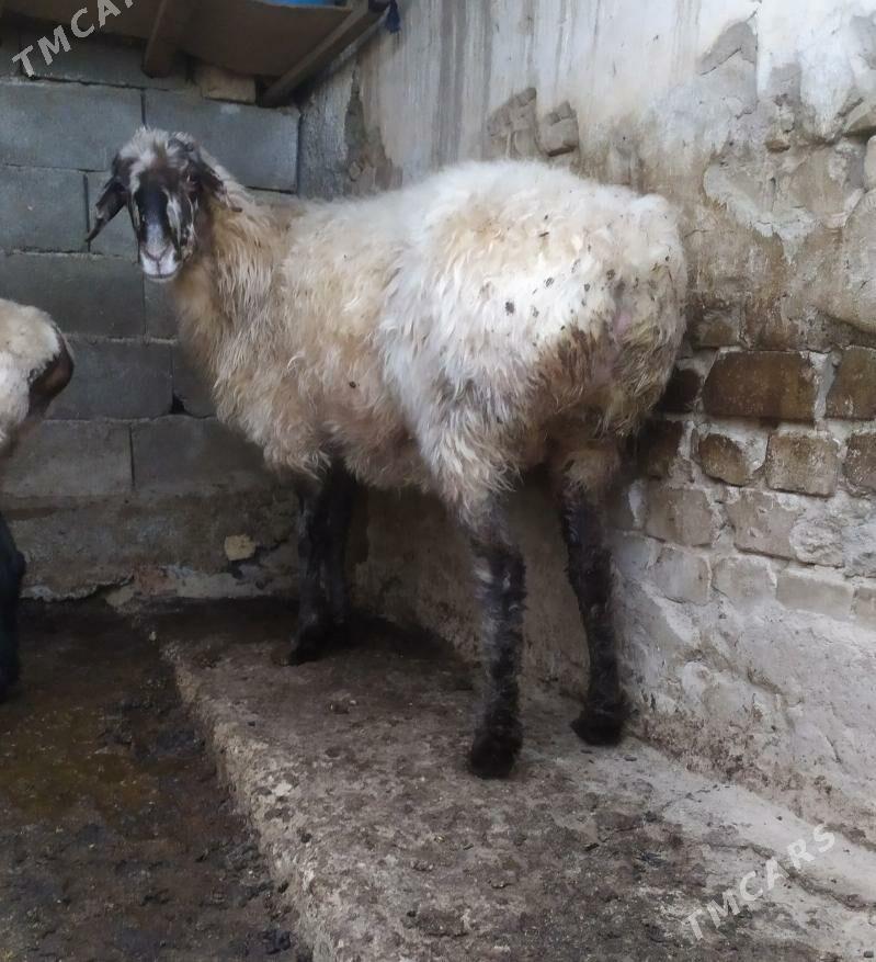 goyun - Aşgabat - img 4