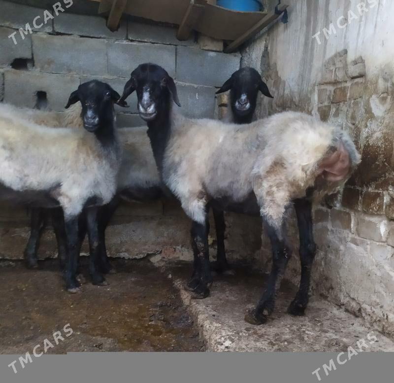 goyun - Aşgabat - img 2