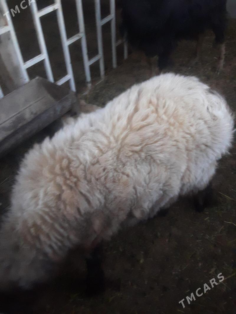 tokly - Türkmenbaşy - img 1