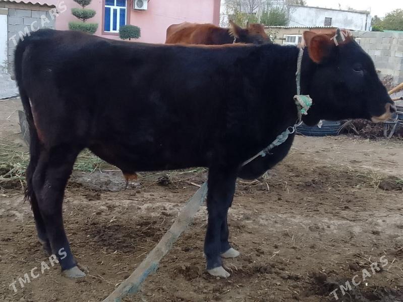 okuz - Bagyr - img 3