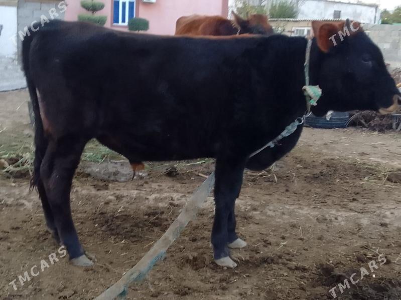 okuz - Bagyr - img 4