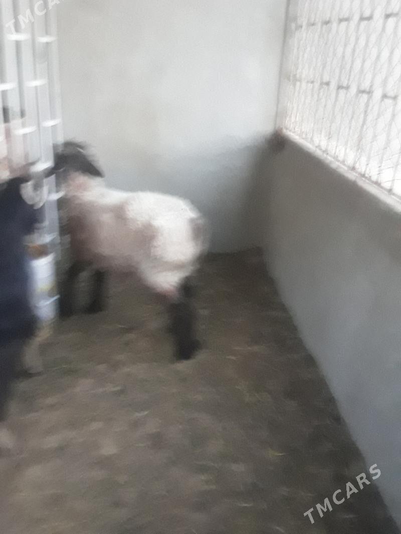 tokly - Türkmenbaşy - img 2