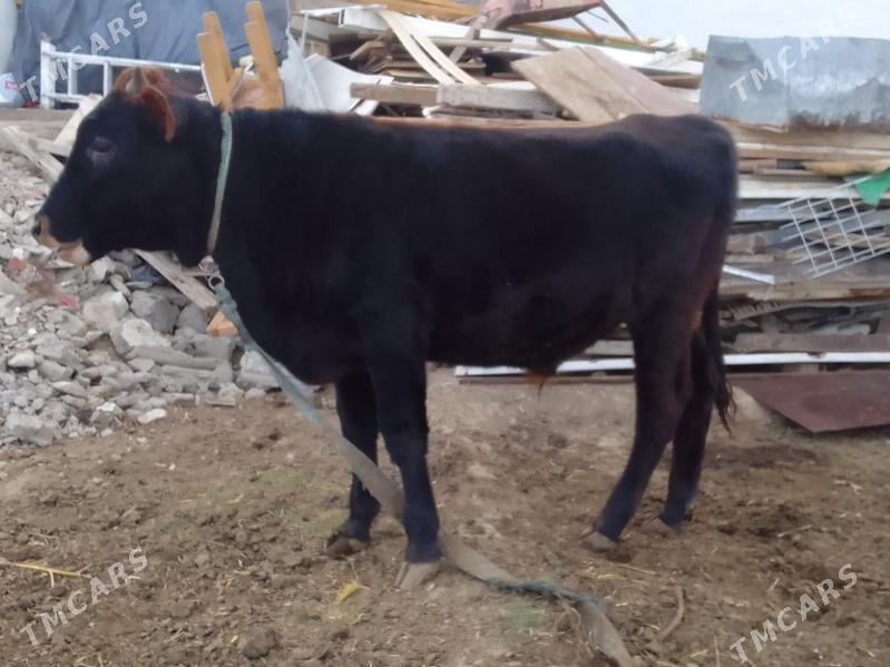 okuz - Bagyr - img 2