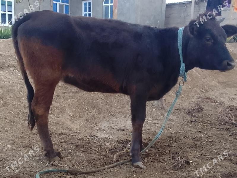 tuwe - Bagyr - img 1