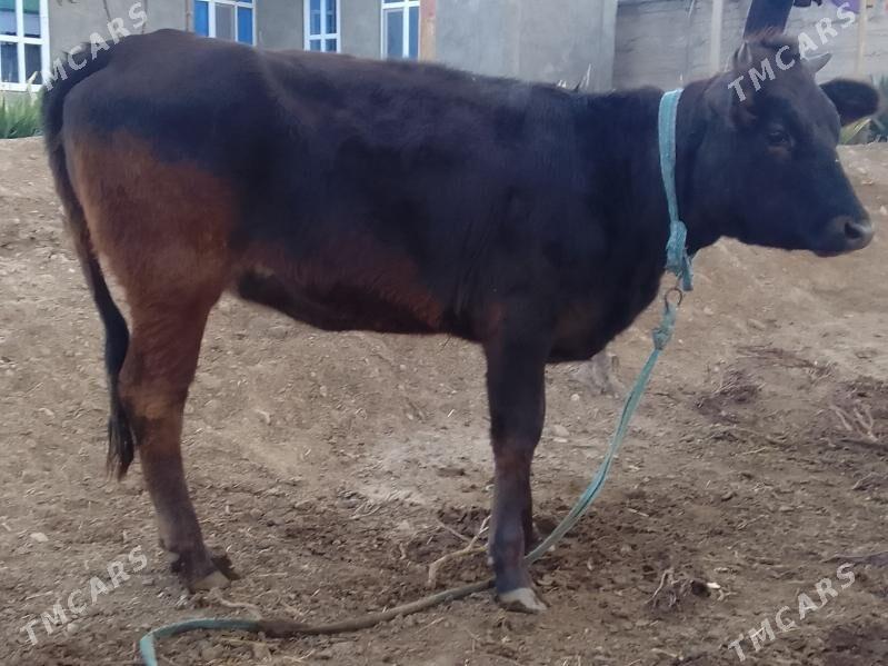 tuwe - Bagyr - img 2