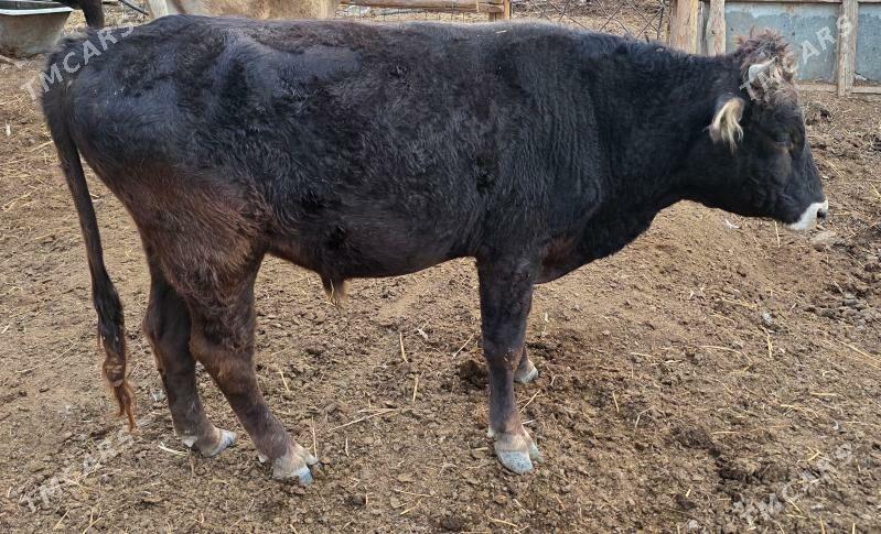 Ökiz - Ашхабад - img 2