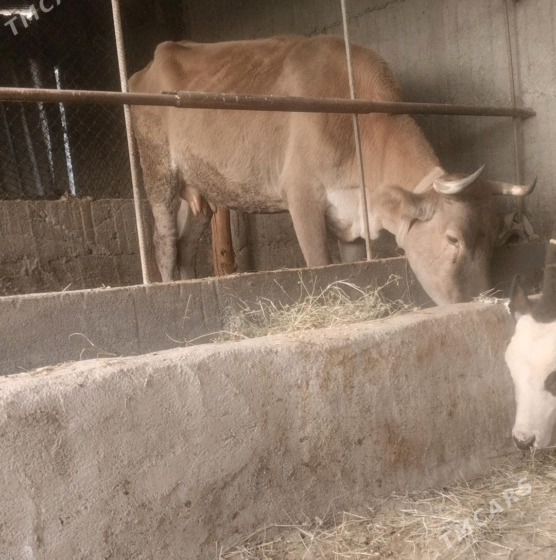 sygyr - Gökdepe - img 1