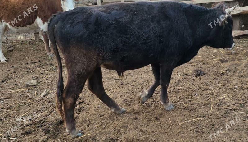 Ökiz - Ашхабад - img 1