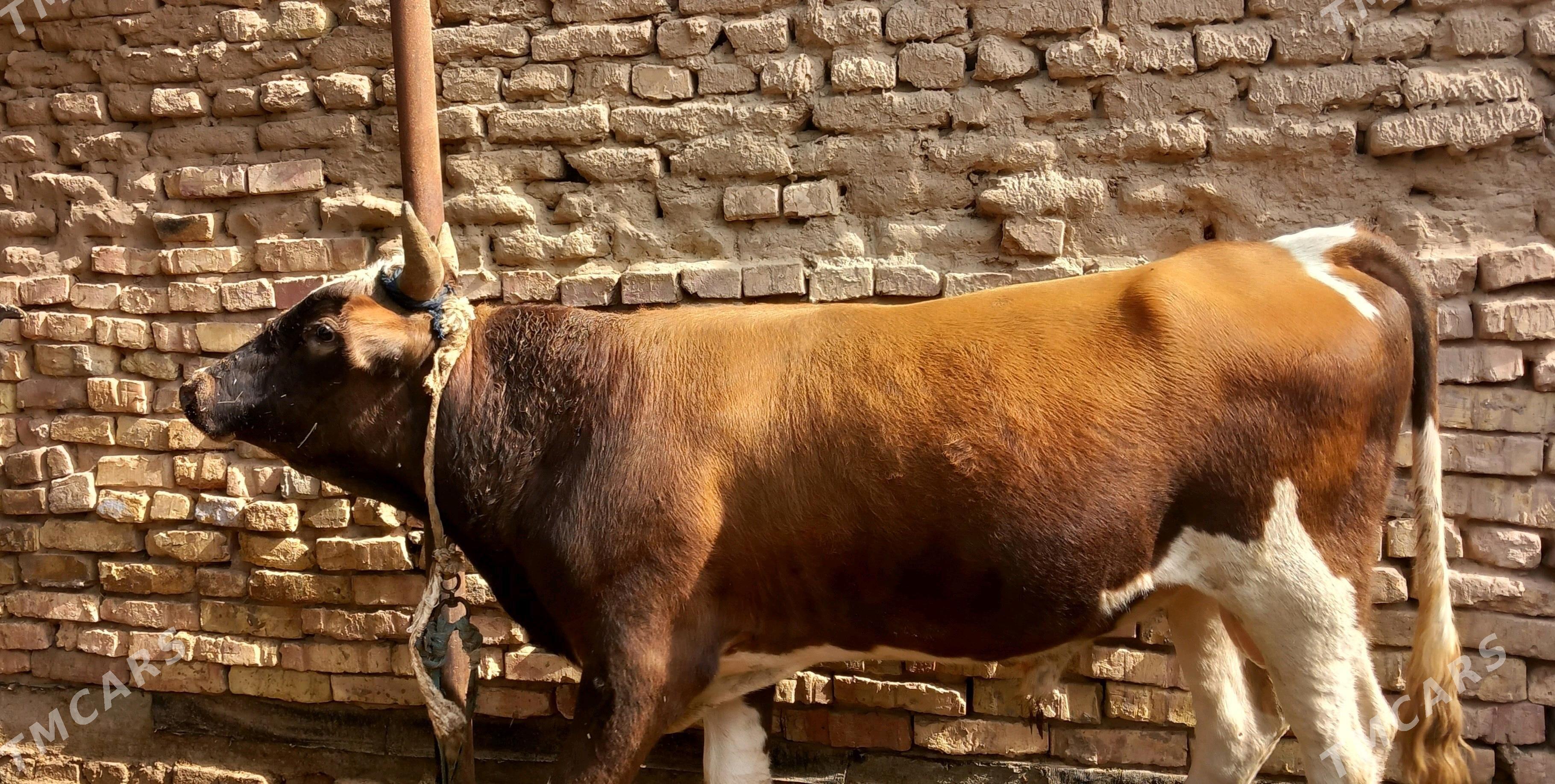 okuz - Tejen - img 1