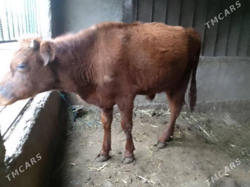 okuz - Bagyr - img 1