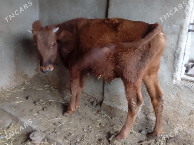 okuz - Bagyr - img 3