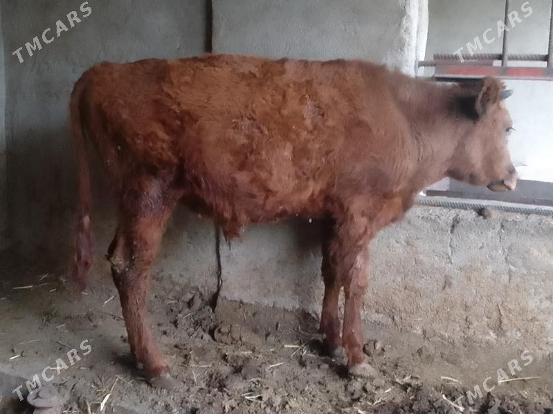 okuz - Bagyr - img 2