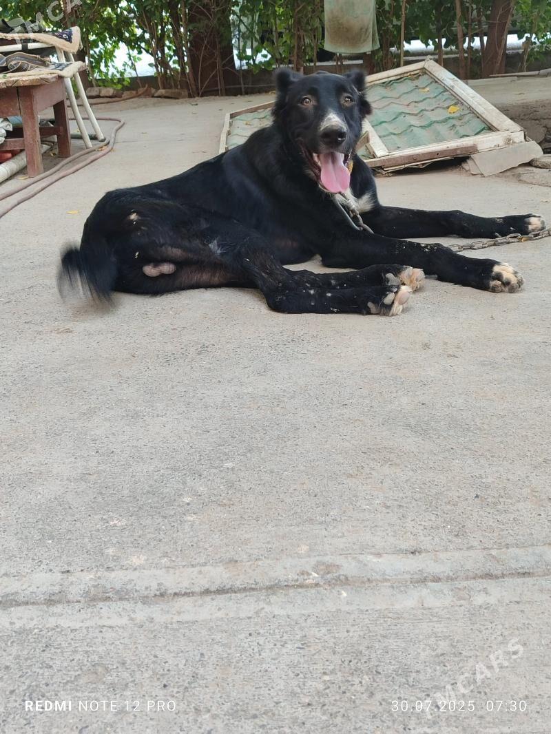 Alabay - Aşgabat - img 4