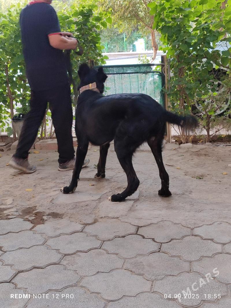 Alabay - Aşgabat - img 2