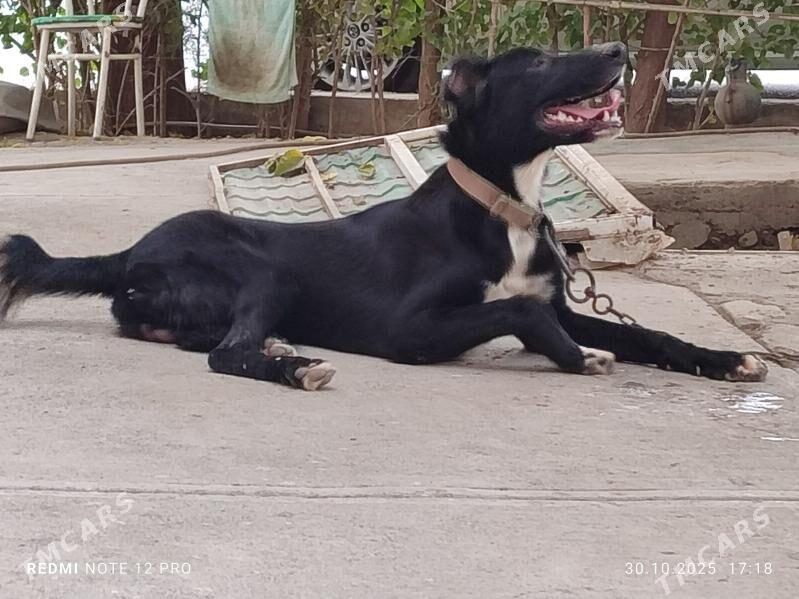 Alabay - Aşgabat - img 3