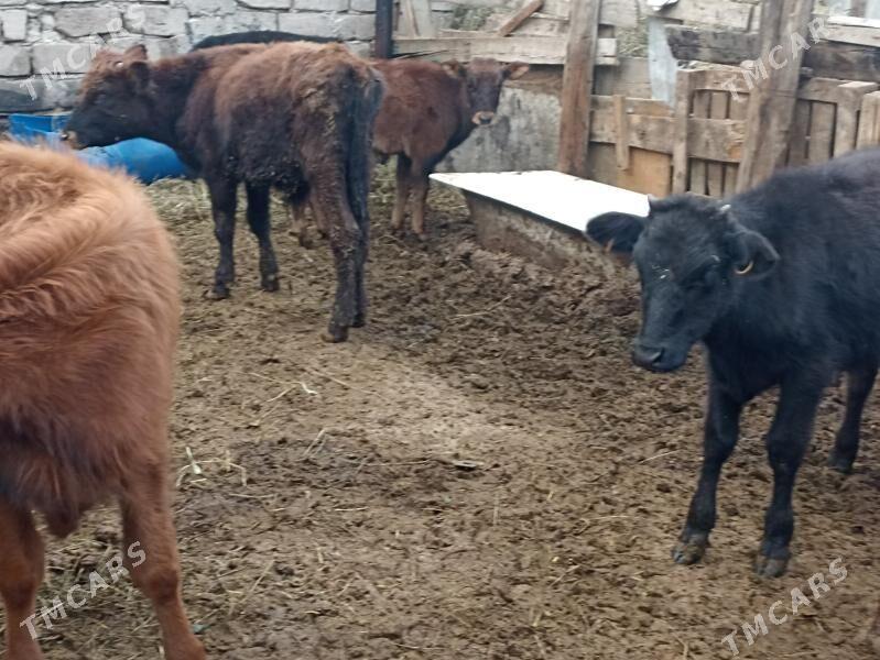 öküzçe tüwe öküz göle - Aşgabat - img 1