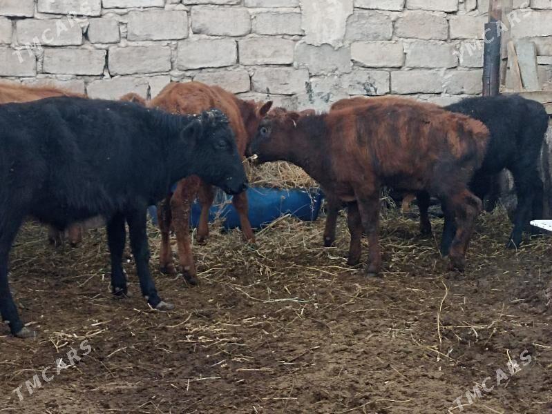 öküzçe tüwe öküz göle - Aşgabat - img 7