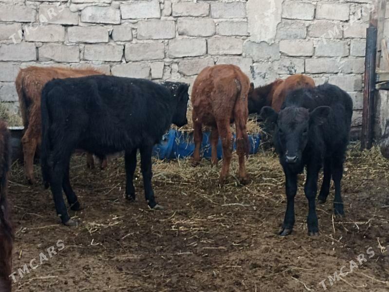 öküzçe tüwe öküz göle - Aşgabat - img 4