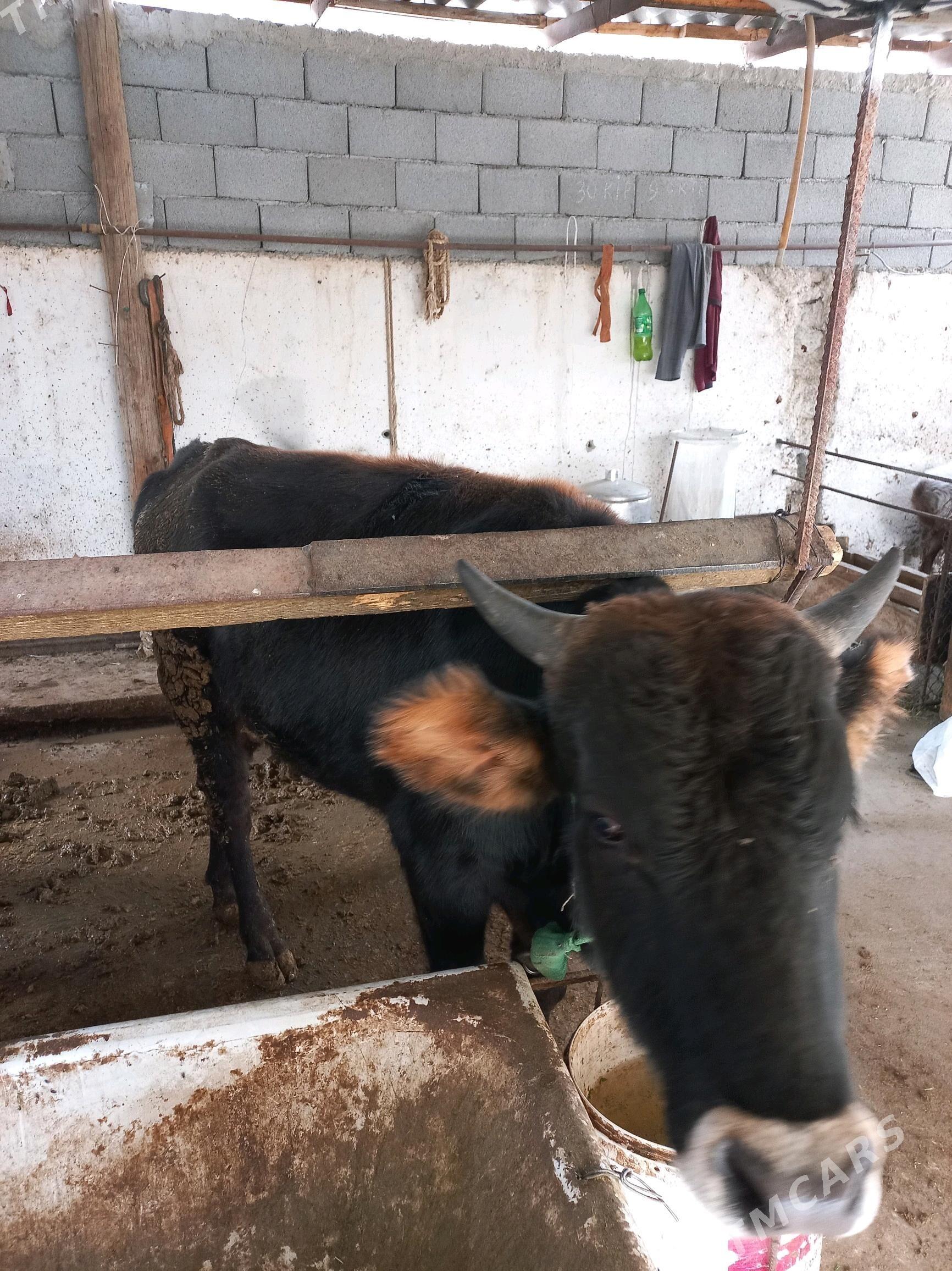 okuz - Багир - img 2