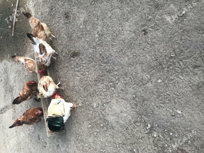 Towuklar - Aşgabat - img 2