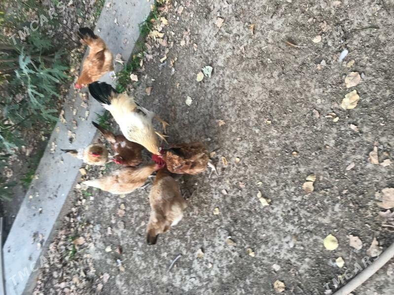 Towuklar - Aşgabat - img 1