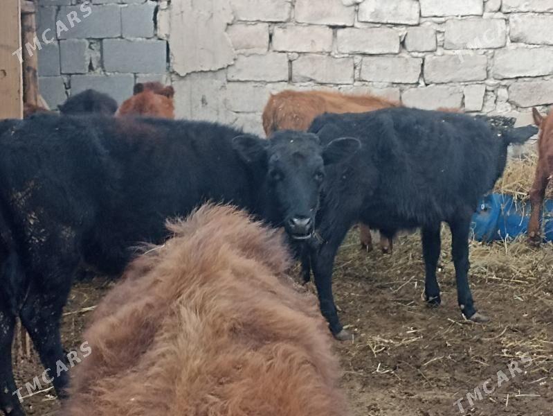 öküzçe tüwe öküz göle - Aşgabat - img 6