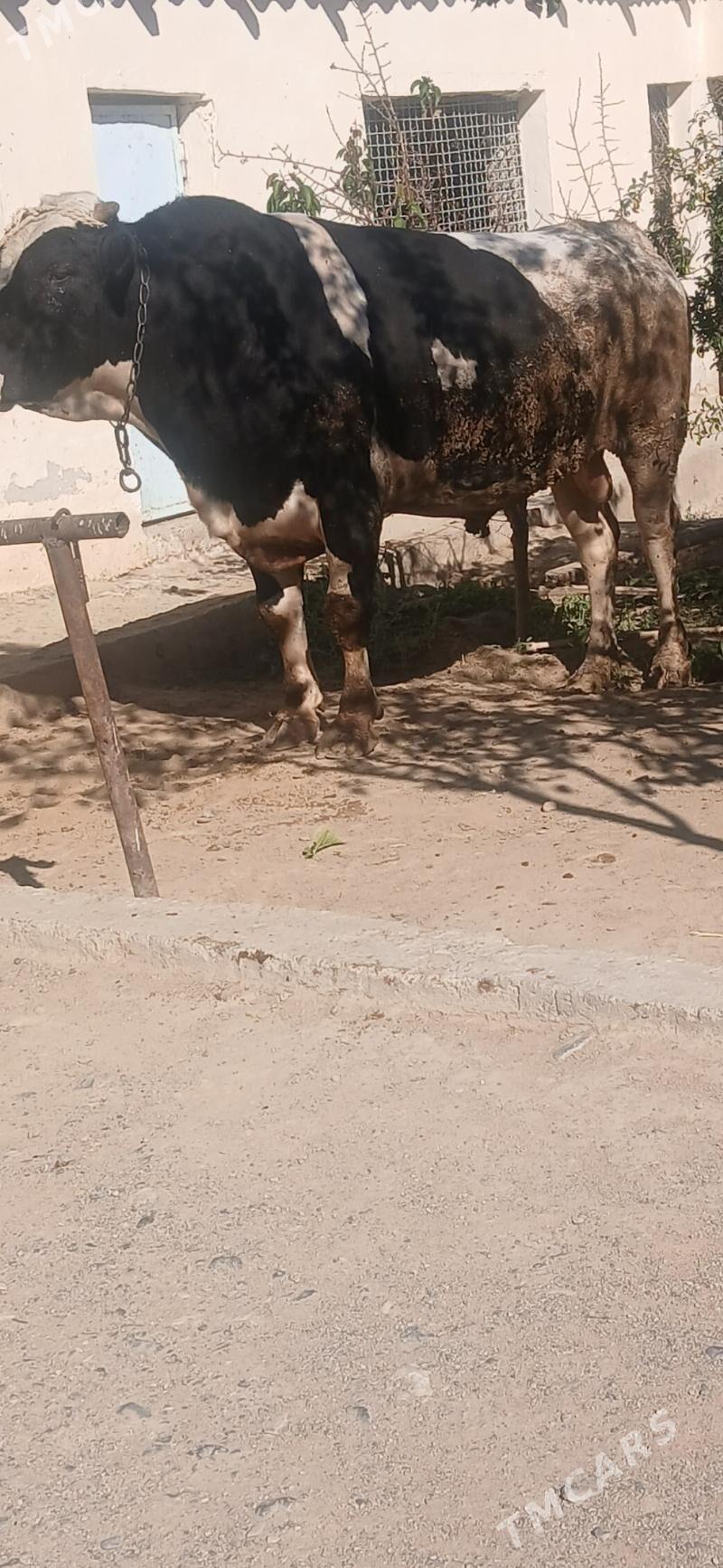 okuz - Gyzylarbat - img 4