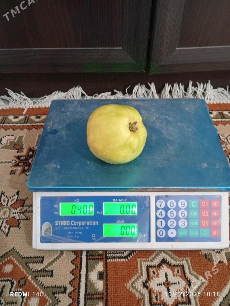 Beýi nahal - Wekilbazar - img 2