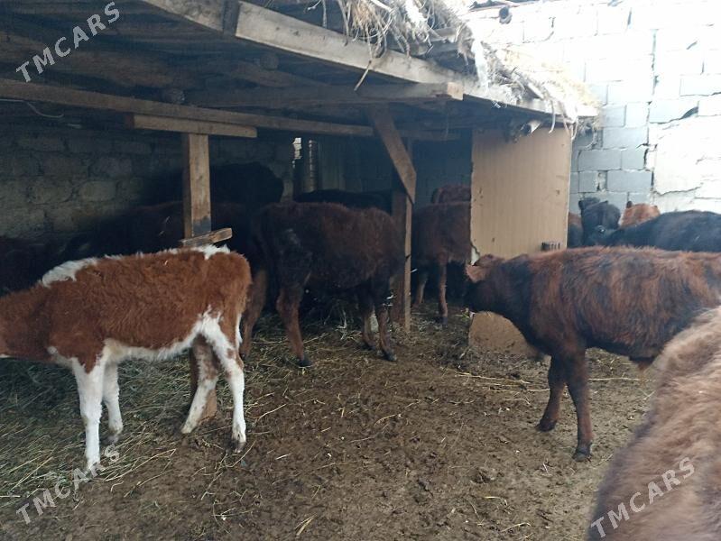 öküzçe tüwe öküz göle - Aşgabat - img 3