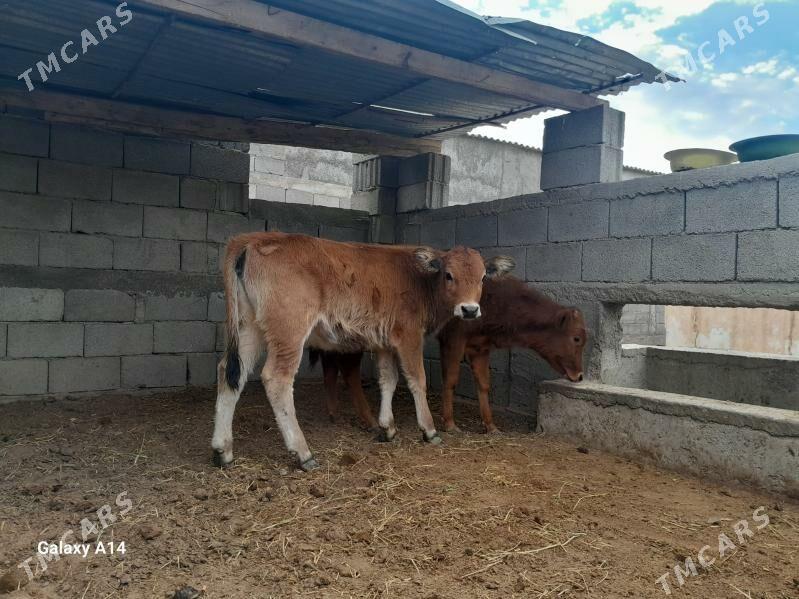 şwes tüwe - Aşgabat - img 4