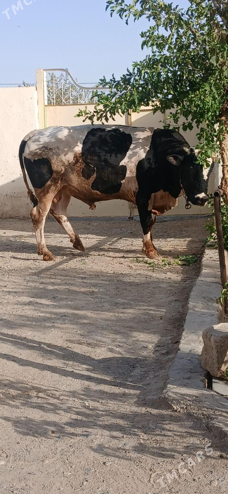 okuz - Gyzylarbat - img 5