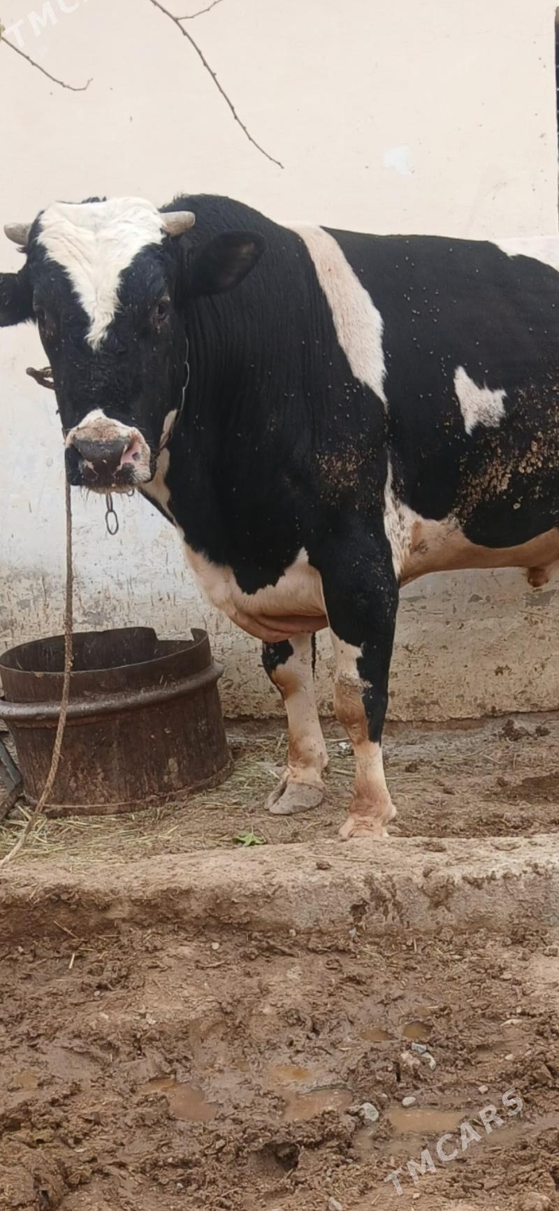 okuz - Gyzylarbat - img 1