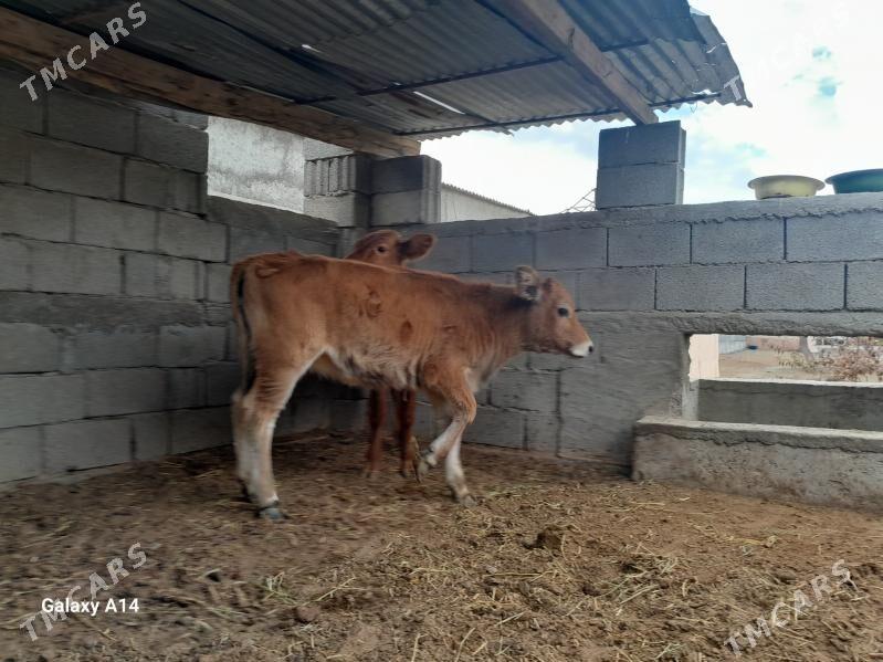 şwes tüwe - Aşgabat - img 3