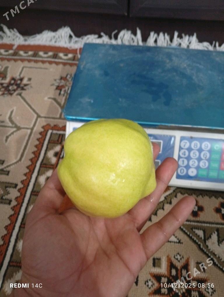 Beýi nahal - Wekilbazar - img 3