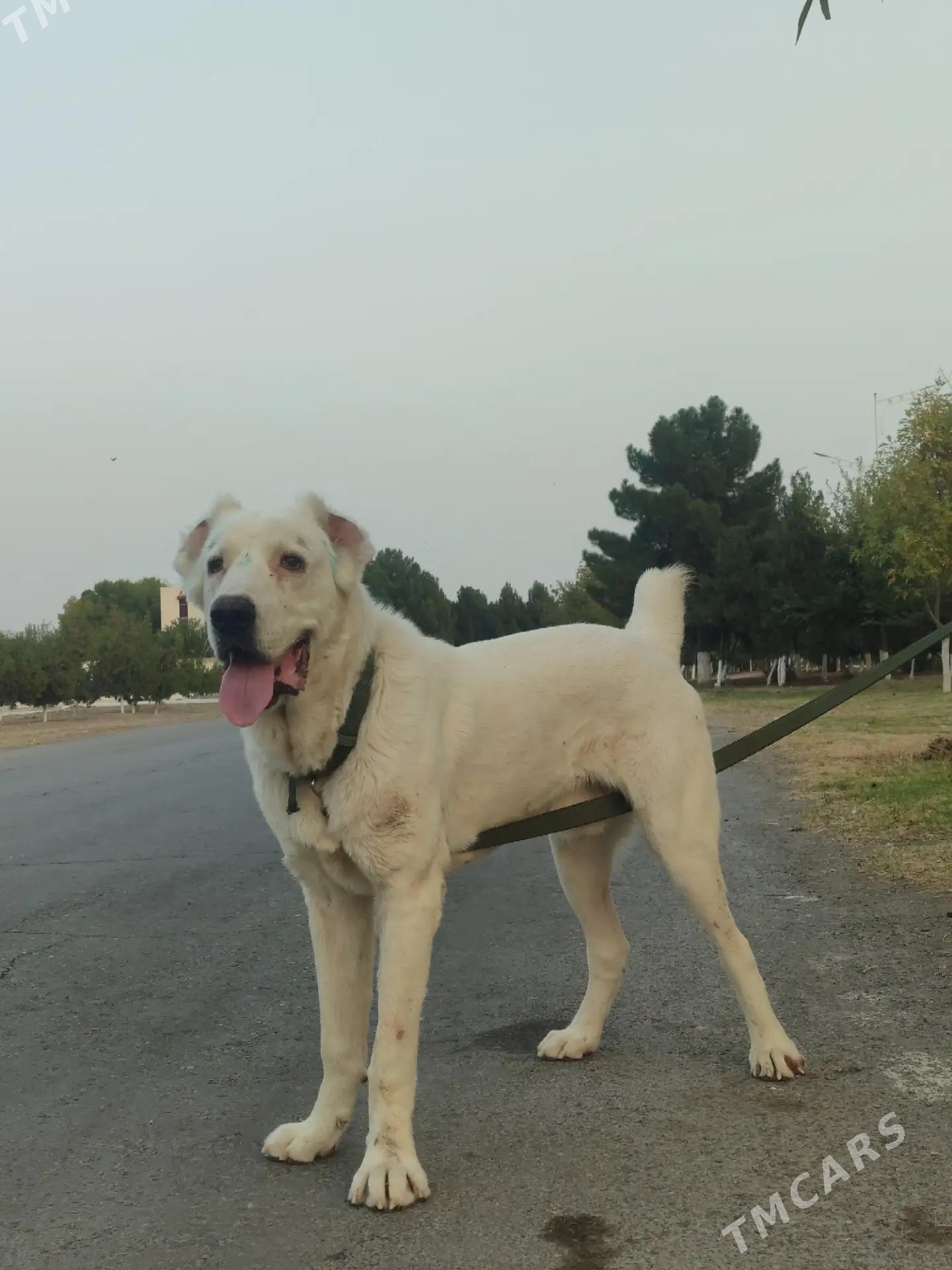 Alabay - Aşgabat - img 3