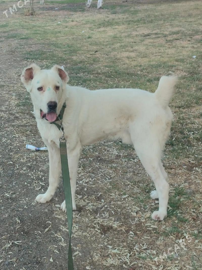 Alabay - Aşgabat - img 7