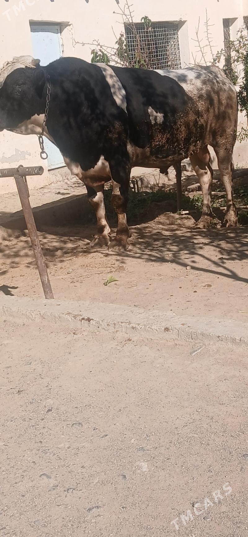 okuz - Gyzylarbat - img 3