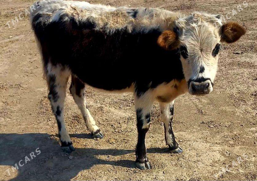 tuwe - Aşgabat - img 2