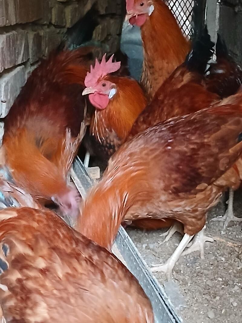 horaz - Анев - img 2