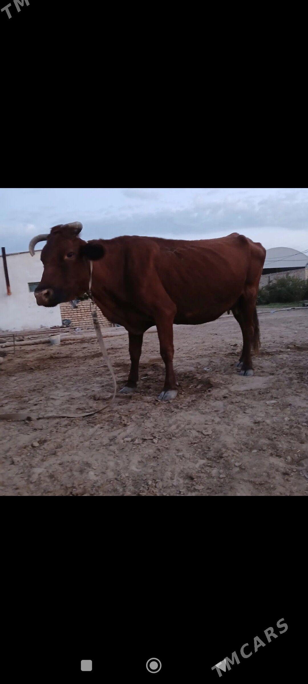 sygyr - Mary - img 2