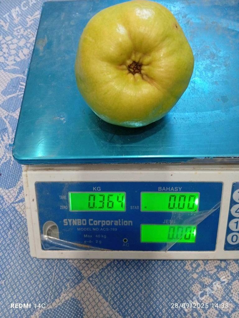 Beýi nahal - Wekilbazar - img 6